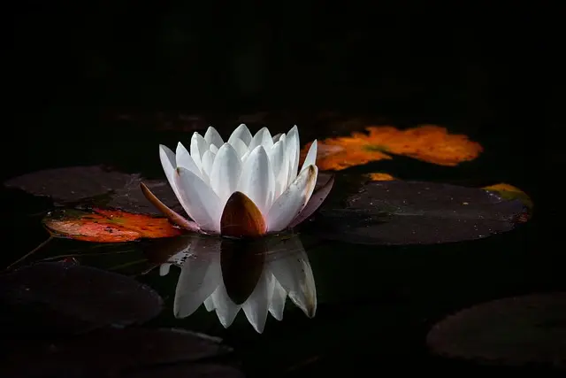 Cómo la Meditación Puede Mejorar Tu Bienestar Emocional