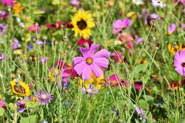 Cómo Incorporar la Naturaleza en Tu Rutina Diaria para el Bienestar