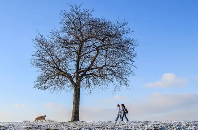 Cómo Mejorar tu Bienestar Emocional a Través de la Naturaleza