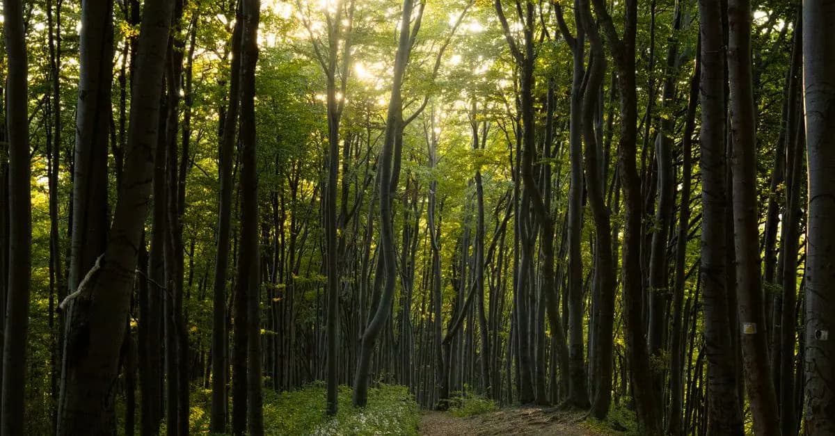 Cómo la Naturaleza Puede Mejorar Tu Bienestar Emocional