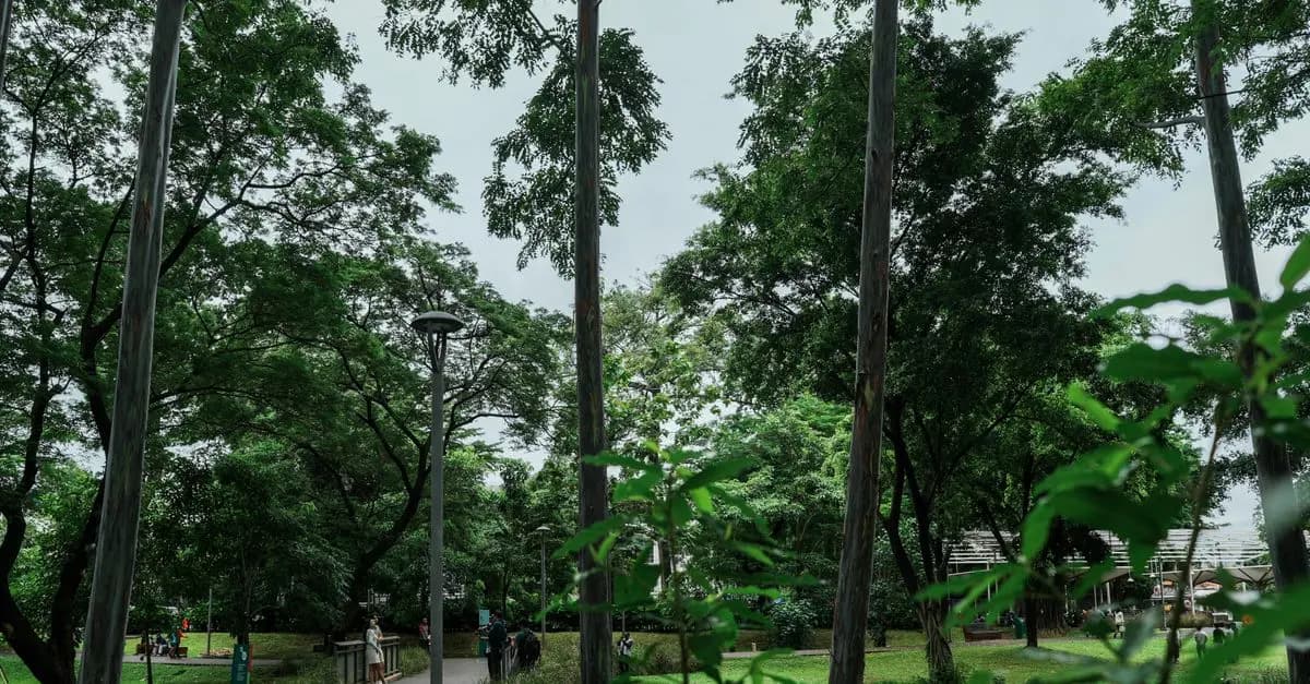 Cómo la Naturaleza Puede Potenciar Tu Bienestar Emocional