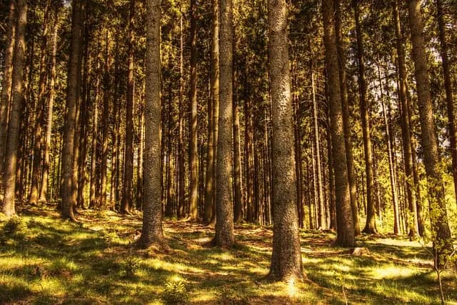 Cómo la Naturaleza Aumenta Tu Bienestar Emocional y Mental