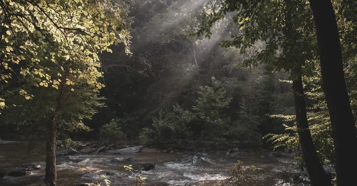 Cómo la Naturaleza Potencia Tu Bienestar Emocional