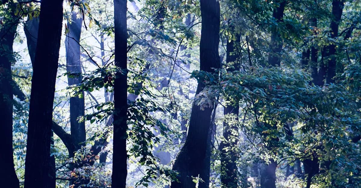 Cómo Mejorar Tu Bienestar Mental a Través de la Naturaleza