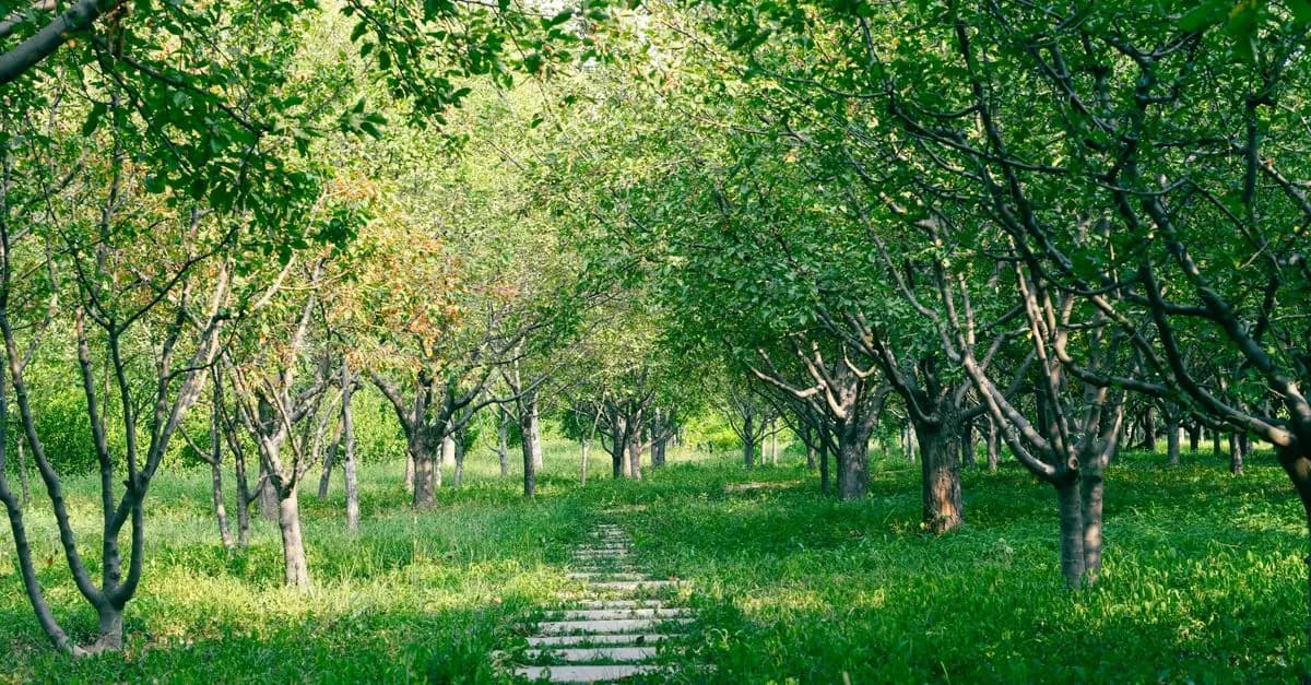 Cómo Incorporar la Naturaleza en Tu Rutina Diaria