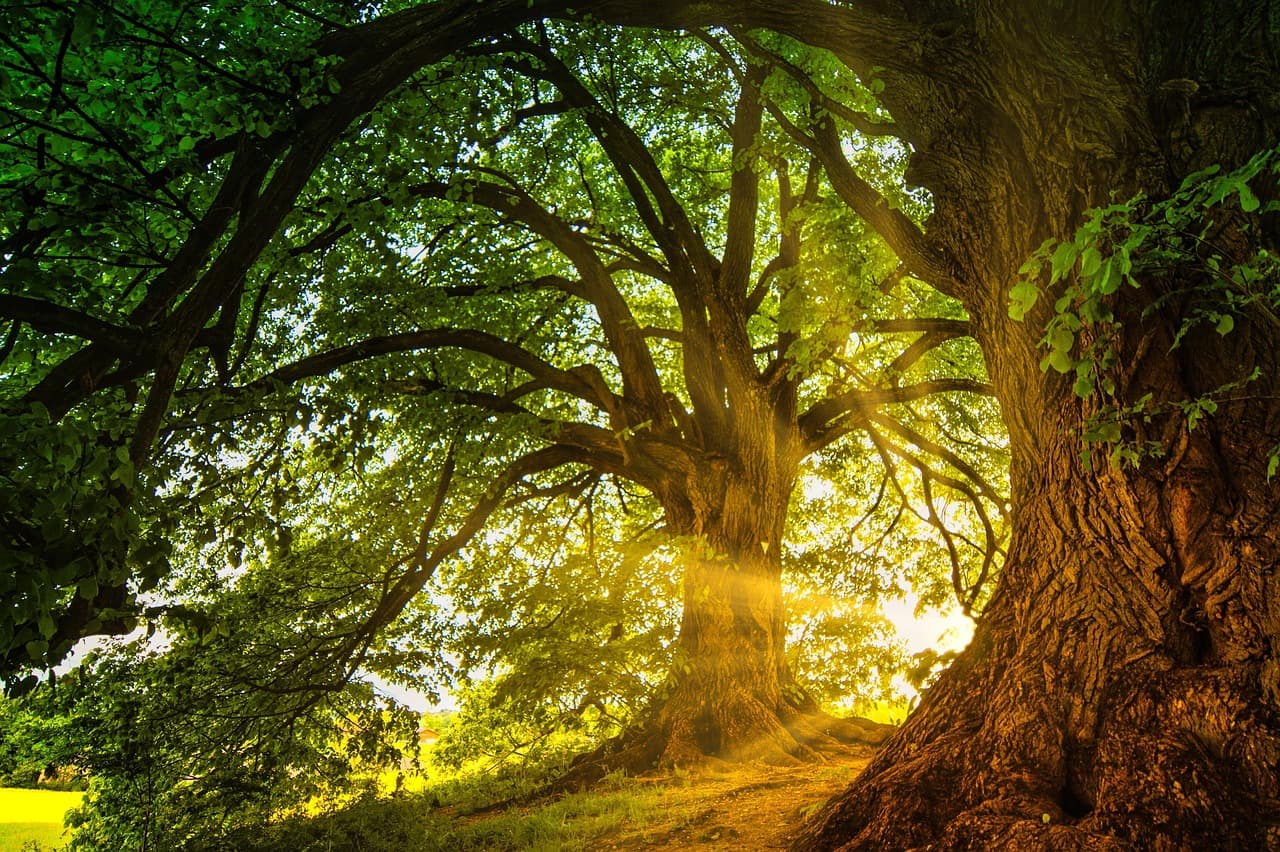 Cómo la Naturaleza Impacta Tu Bienestar Emocional