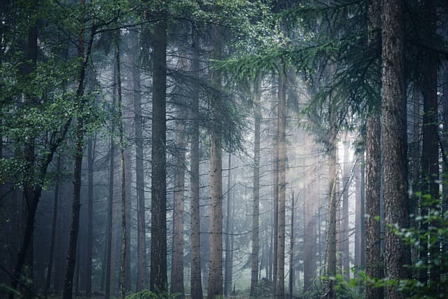 Cómo la Naturaleza Impacta Tu Bienestar Emocional