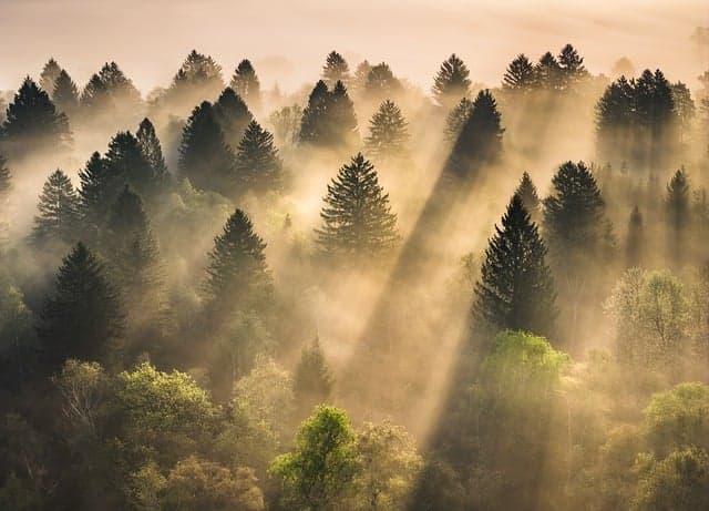 Cómo la Naturaleza Aumenta Tu Bienestar Emocional