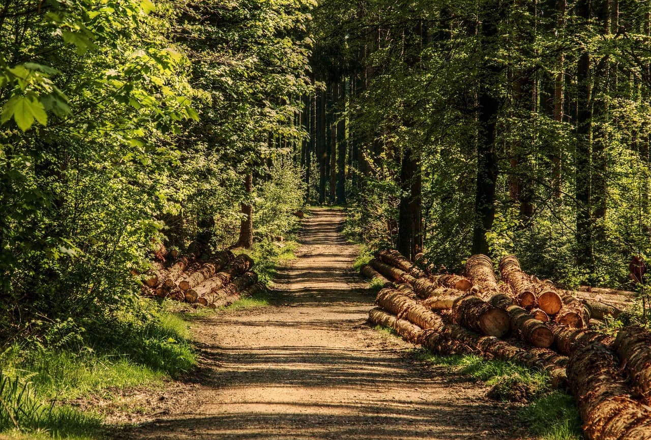 Cómo Aprovechar los Beneficios de la Naturaleza para tu Bienestar