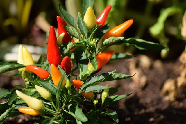 Cómo la Alimentación Consciente Aumenta Tu Bienestar Emocional